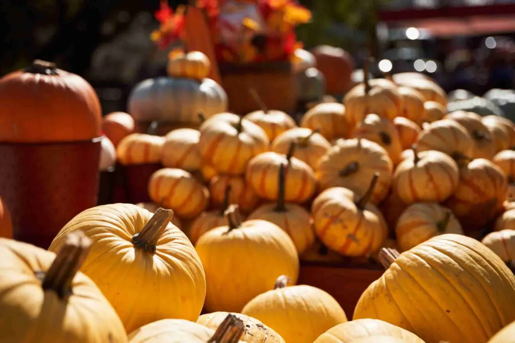 Fall photoshoot in kelowna of pumpkins