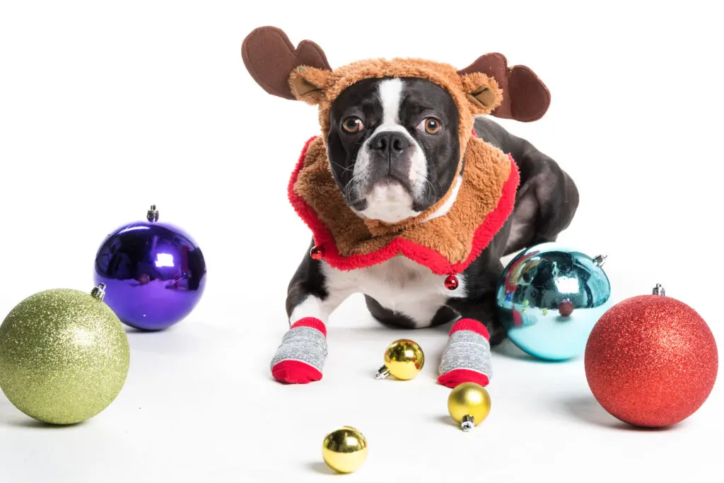 dog christmas photoshoot