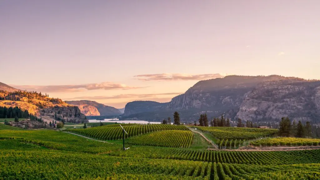 Rows of vineyard below rocky hills and a lake in the Okanagan Valley at sunset